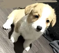 Kahleesi, a female Pembroke Welsh Corgi for sale in Leland, NC – 1 of 2