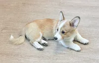 Fluffy , a male Pembroke Welsh Corgi for sale in Leland, NC – 9 of 10