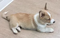 Fluffy , a male Pembroke Welsh Corgi for sale in Leland, NC – 6 of 10