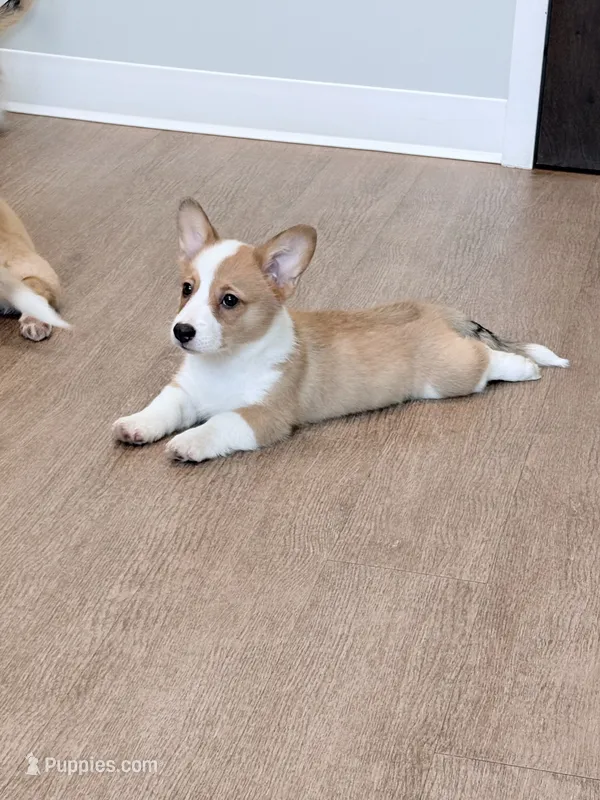 Atlas – Pembroke Welsh Corgi puppy for sale in Leland, NC