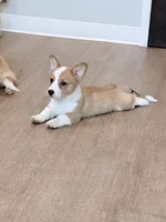 Atlas, a male Pembroke Welsh Corgi for sale in Leland, NC – 1 of 2