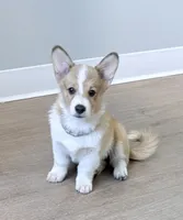 Fluffy , a male Pembroke Welsh Corgi for sale in Leland, NC – 7 of 10