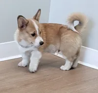 Fluffy , a male Pembroke Welsh Corgi for sale in Leland, NC – 2 of 10