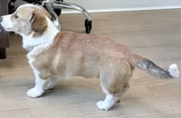 Hotdog, a male Pembroke Welsh Corgi for sale in Leland, NC – 7 of 10