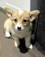 Pancake, a female Pembroke Welsh Corgi for sale in Leland, NC – 1 of 1