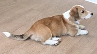 Hotdog, a male Pembroke Welsh Corgi for sale in Leland, NC – 6 of 10