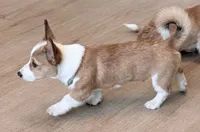 Yoda, a male Pembroke Welsh Corgi for sale in Leland, NC – 7 of 10
