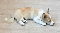 Fluffy , a male Pembroke Welsh Corgi for sale in Leland, NC – 4 of 10