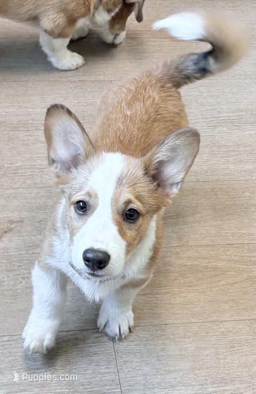Atlas – Pembroke Welsh Corgi puppy for sale in Leland, NC
