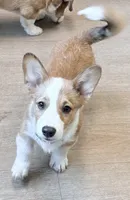 Yoda, a male Pembroke Welsh Corgi for sale in Leland, NC – 1 of 10