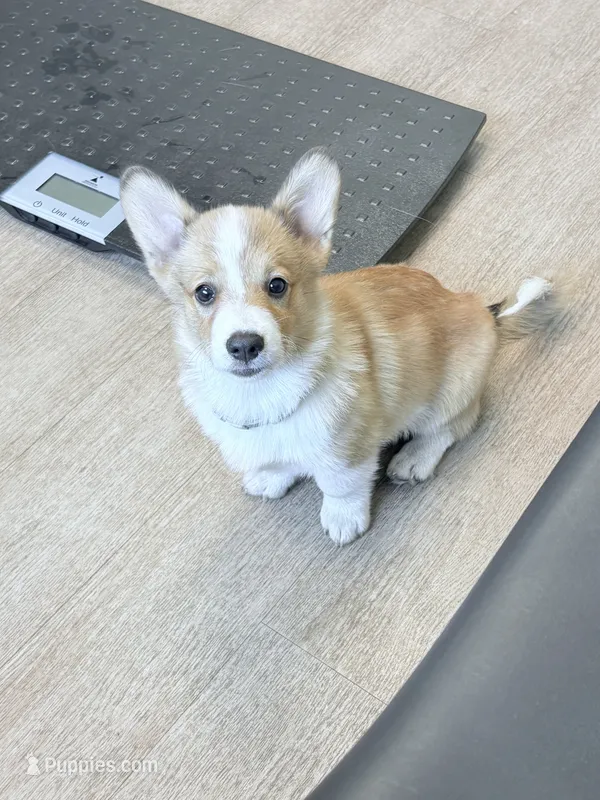 Aquillies – Pembroke Welsh Corgi puppy for sale in Leland, NC