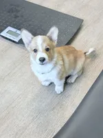 Fluffy , a male Pembroke Welsh Corgi for sale in Leland, NC – 1 of 10