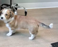 Hotdog, a male Pembroke Welsh Corgi for sale in Leland, NC – 8 of 10