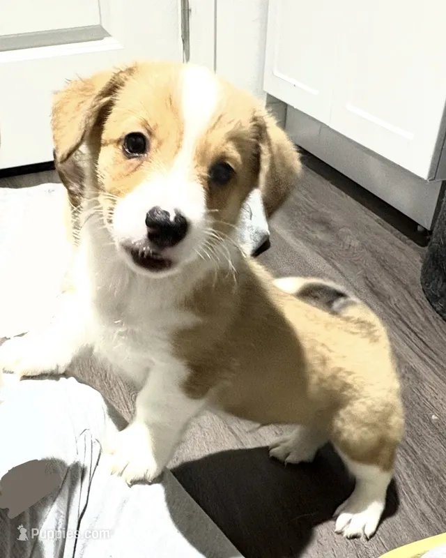 Spartacus Jr. – Pembroke Welsh Corgi puppy for sale in Leland, NC