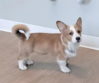Yoda, a male Pembroke Welsh Corgi for sale in Leland, NC – 3 of 10