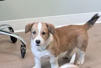 Hotdog, a male Pembroke Welsh Corgi for sale in Leland, NC – 3 of 10