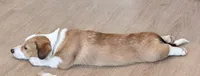 Hotdog, a male Pembroke Welsh Corgi for sale in Leland, NC – 2 of 10