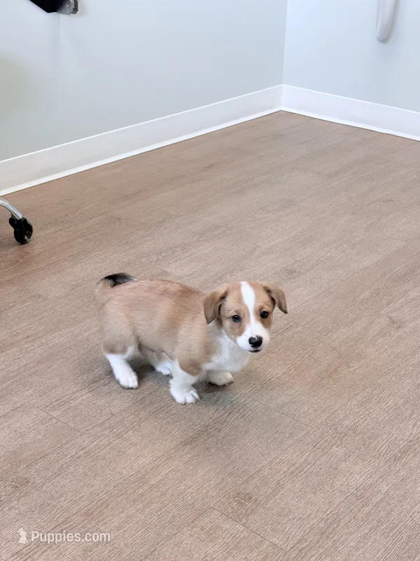 Spartacus Jr. – Pembroke Welsh Corgi puppy for sale in Leland, NC