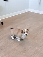 Spartacus Jr., a male Pembroke Welsh Corgi for sale in Leland, NC – 1 of 3