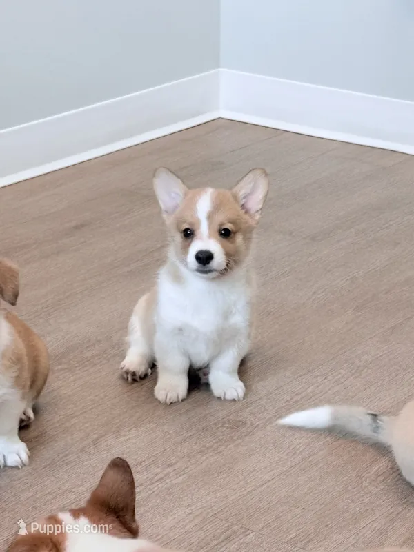 Aquillies – Pembroke Welsh Corgi puppy for sale in Leland, NC