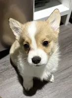 Aquillies, a male Pembroke Welsh Corgi for sale in Leland, NC – 1 of 1