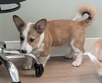 Yoda, a male Pembroke Welsh Corgi for sale in Leland, NC – 4 of 10