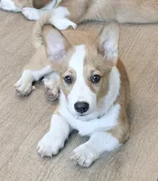 Yoda, a male Pembroke Welsh Corgi for sale in Leland, NC – 2 of 10