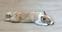 Fluffy , a male Pembroke Welsh Corgi for sale in Leland, NC – 8 of 10