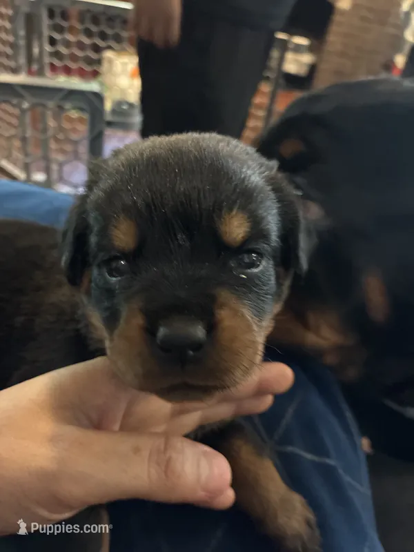 Orange – Rottweiler puppy for sale in Rockford, IL