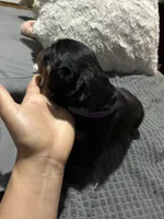 Purple, a female Rottweiler for sale in Rockford, IL – 2 of 6