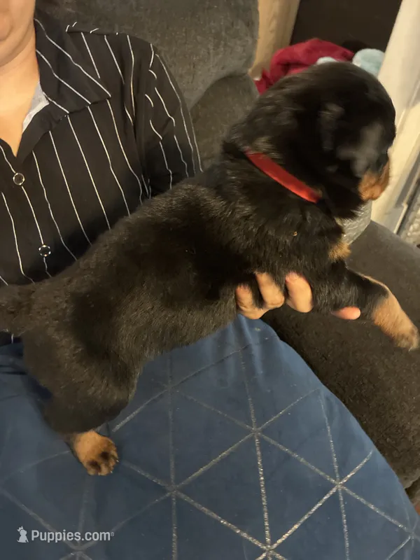 Red – Rottweiler puppy for sale in Rockford, IL