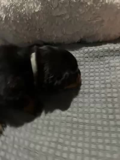 Grey, a male Rottweiler for sale in Rockford, IL – 3 of 4