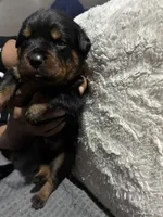 Red, a male Rottweiler for sale in Rockford, IL – 3 of 6