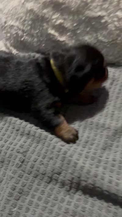 Yellow, a female Rottweiler for sale in Rockford, IL – 4 of 4