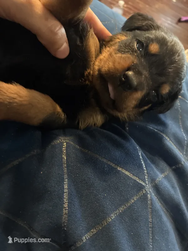 Pink – Rottweiler puppy for sale in Rockford, IL