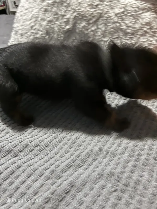 Black – Rottweiler puppy for sale in Rockford, IL