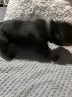 Black, a male Rottweiler for sale in Rockford, IL – 1 of 3
