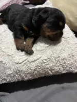 Baby blue, a male Rottweiler for sale in Rockford, IL – 3 of 6