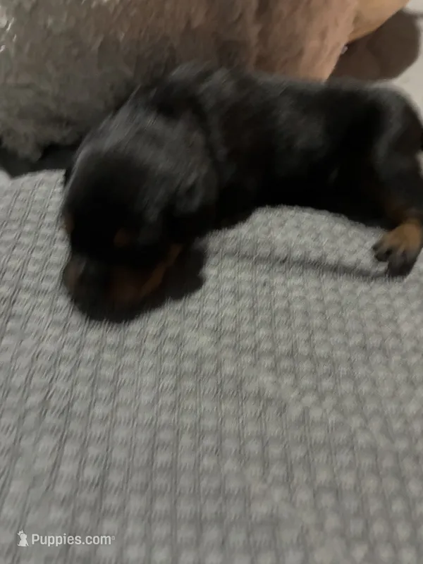 Brown – Rottweiler puppy for sale in Rockford, IL