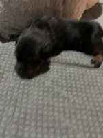 Brown, a male Rottweiler for sale in Rockford, IL – 1 of 3
