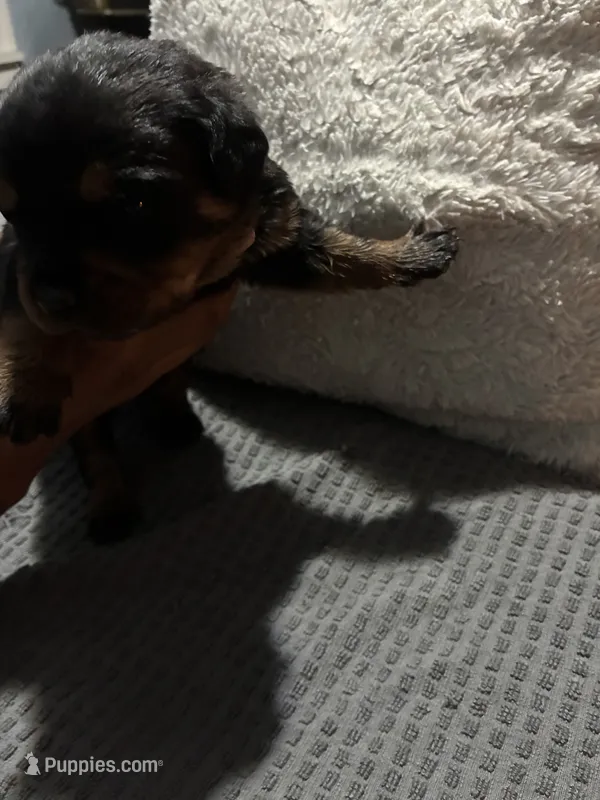 Blue – Rottweiler puppy for sale in Rockford, IL