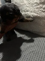 Blue, a male Rottweiler for sale in Rockford, IL – 1 of 4