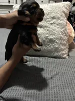 Orange, a female Rottweiler for sale in Rockford, IL – 3 of 3