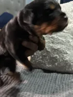 Red, a male Rottweiler for sale in Rockford, IL – 4 of 6