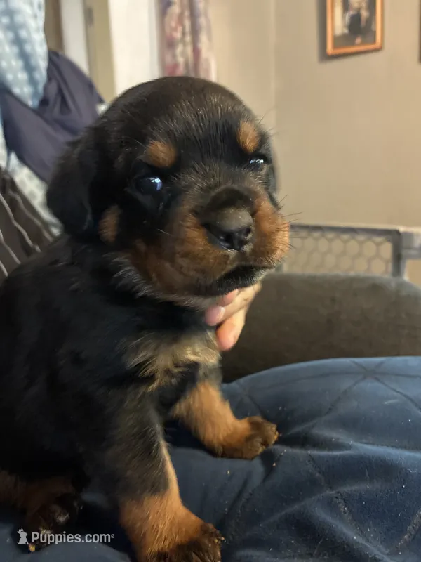 Blue – Rottweiler puppy for sale in Rockford, IL