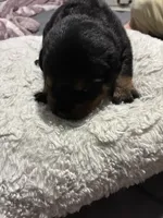 Grey, a male Rottweiler for sale in Rockford, IL – 2 of 4