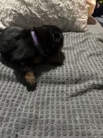 Purple, a female Rottweiler for sale in Rockford, IL – 6 of 6