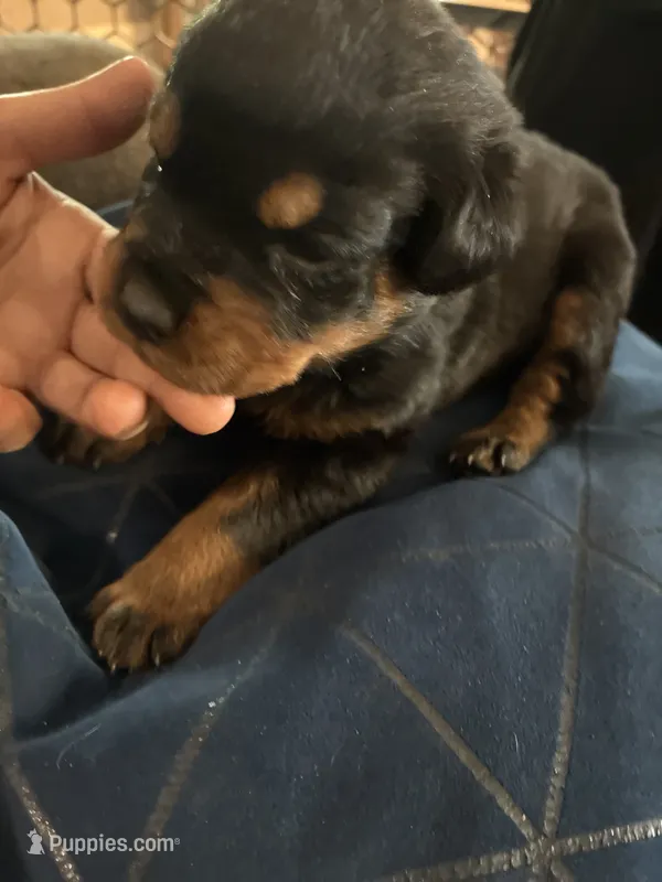 Grey – Rottweiler puppy for sale in Rockford, IL