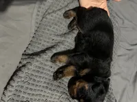 Baby blue, a male Rottweiler for sale in Rockford, IL – 5 of 6