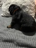 Orange, a female Rottweiler for sale in Rockford, IL – 2 of 3